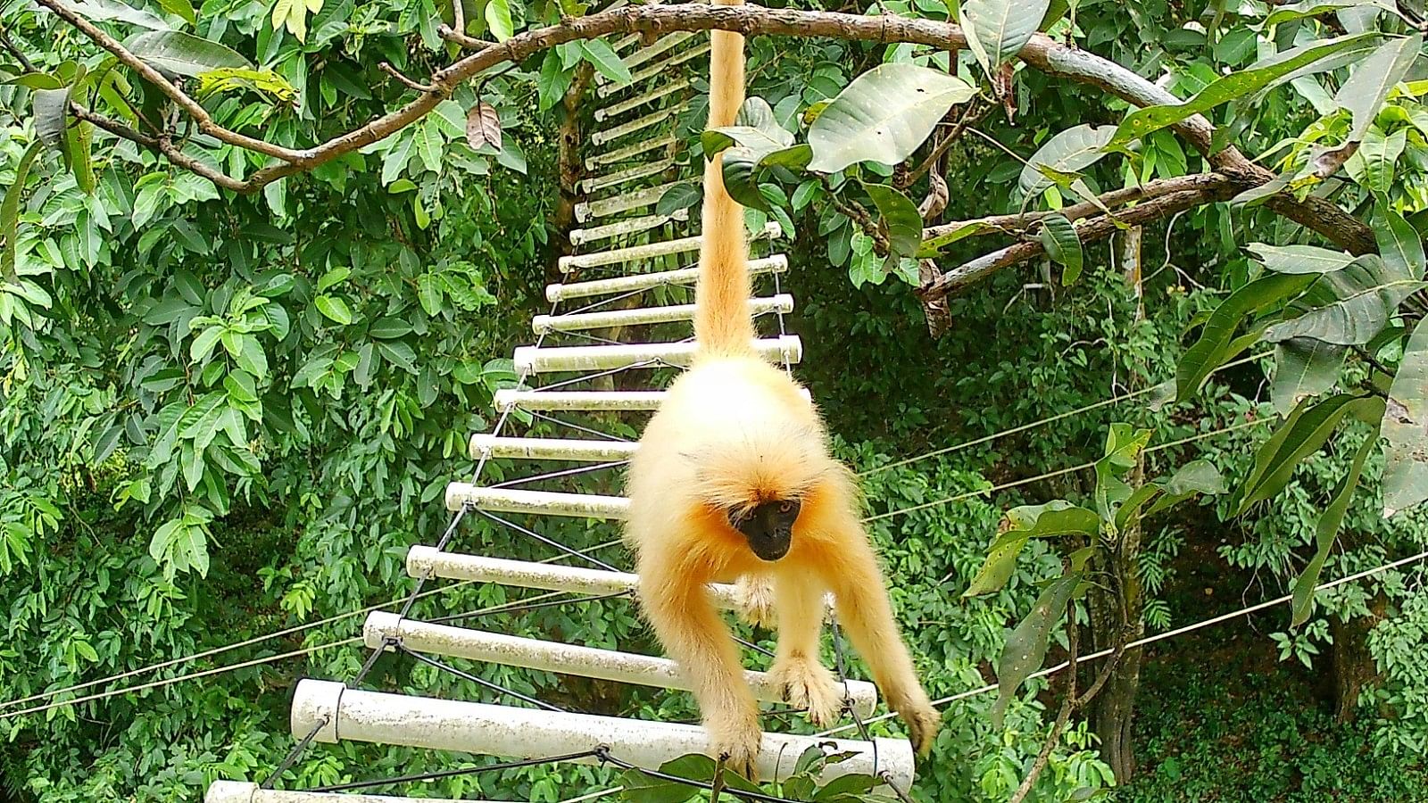 <div class="paragraphs"><p>A golden langur crossing roads using a canopy bridge.<strong> </strong></p></div>